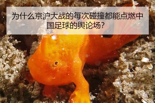 为什么京沪大战的每次碰撞都能点燃中国足球的舆论场？